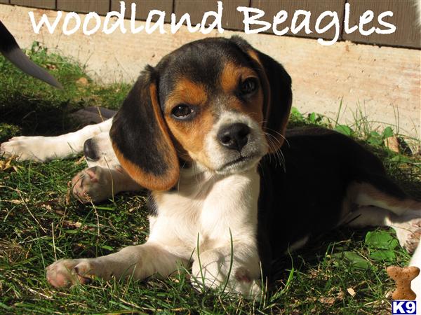 Beagle Puppies